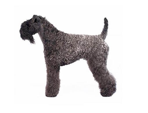 Kerry blue terrier store rescue